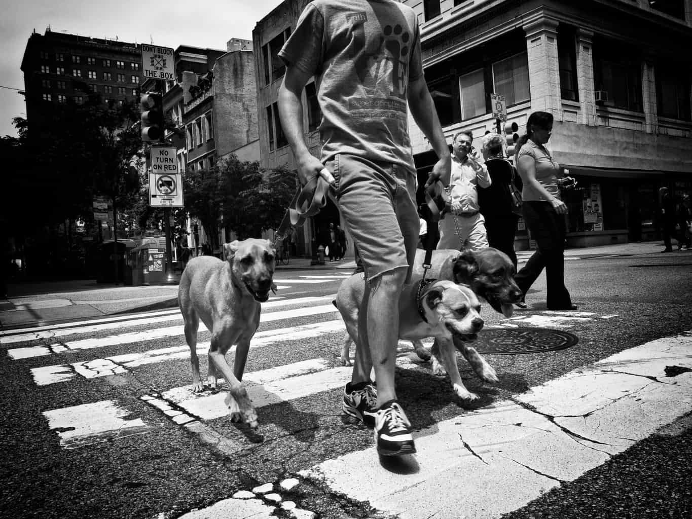 Man walking dogs across street as a way to earn extra money