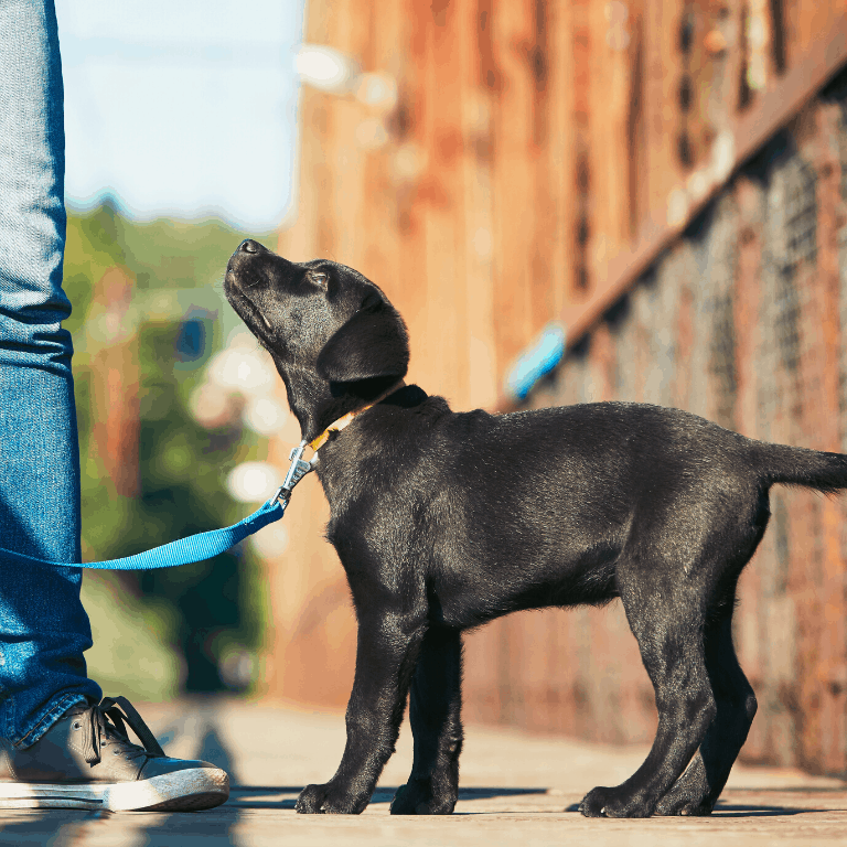 Black lab puppy looking up at the person walking him. side hustle income for teenagers - walking the dog. 