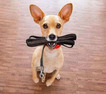 small brown doggie with ears perked up and holding his leash in his mouth.